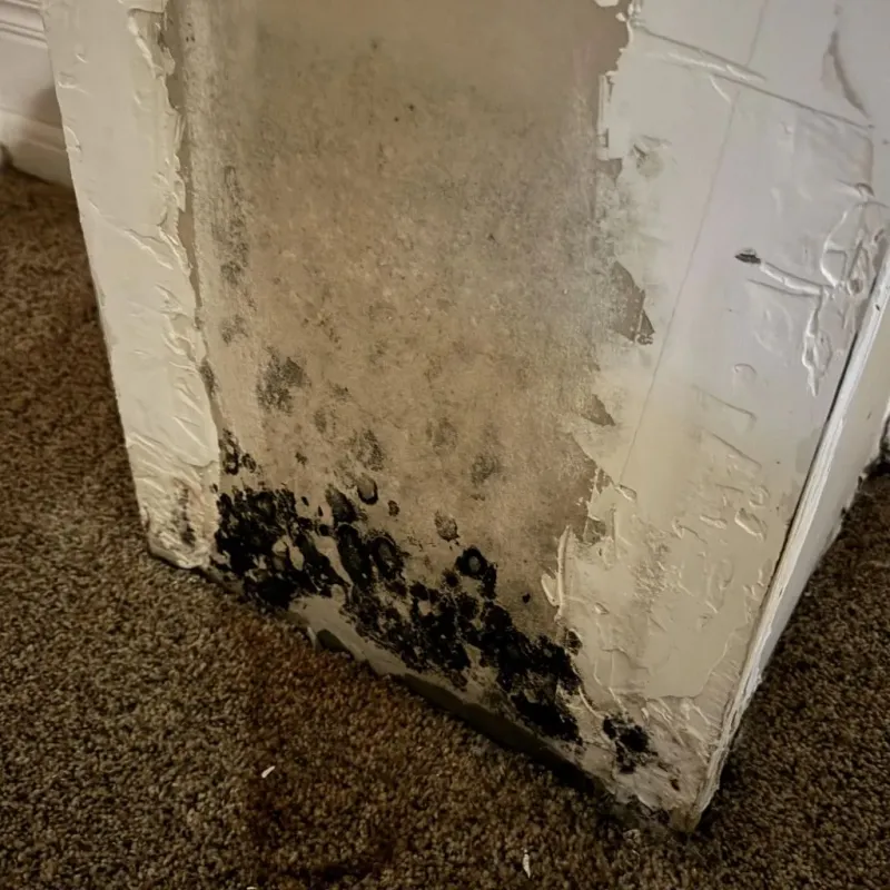 Professional Mold Removal in Gibsonia, PA